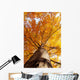 tree in fall from below Wall Mural