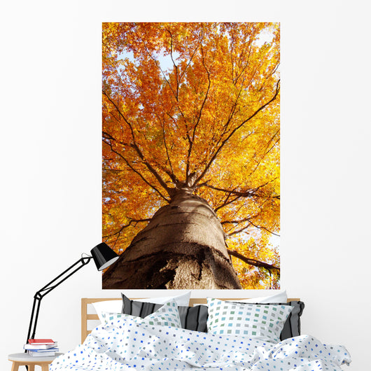 tree in fall from below Wall Mural