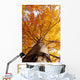 tree in fall from below Wall Mural