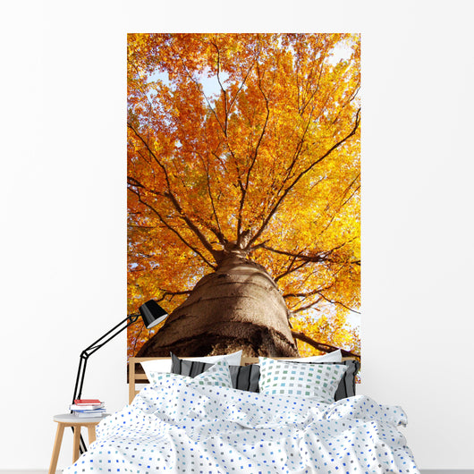 tree in fall from below Wall Mural