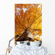 tree in fall from below Wall Mural