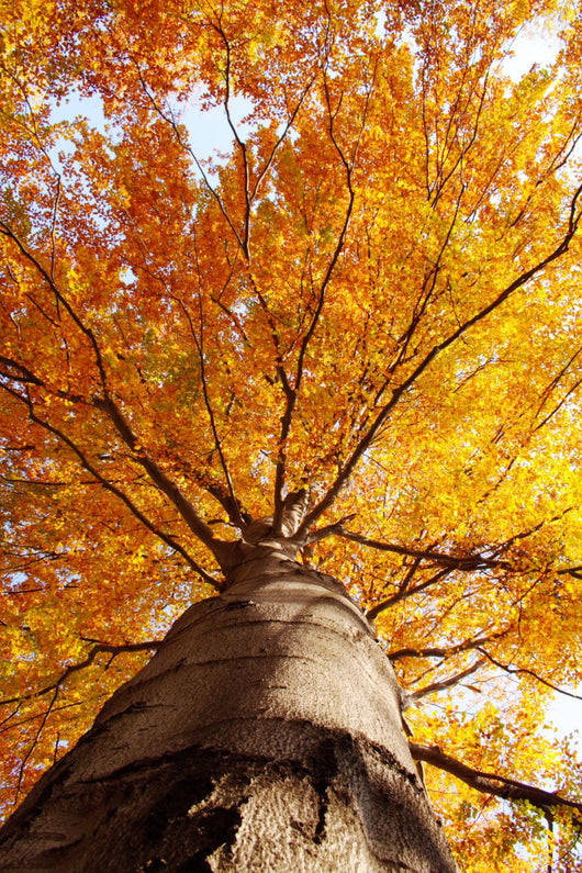 tree in fall from below Wall Mural