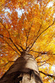 tree in fall from below Wall Mural