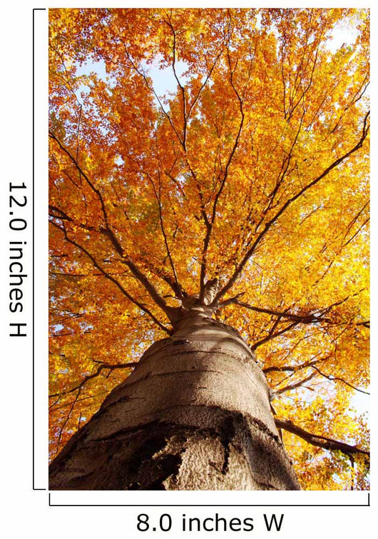 tree in fall from below Wall Mural