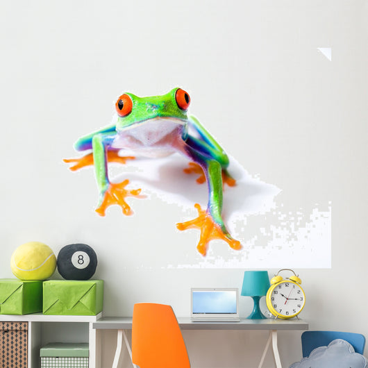 Red Eyed Tree Frog