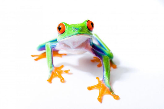 Red Eyed Tree Frog
