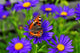 Butterfly Flower Wall Mural