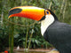 Toucan Wall Mural