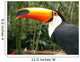 Toucan Wall Mural