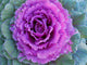 Purple Cabbage or Kale