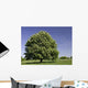 Bl Hender Kastanienbaum Wall Decal