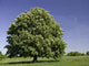 Bl Hender Kastanienbaum Wall Decal