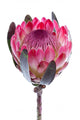 Purple Protea White Wall Decal