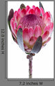 Purple Protea White Wall Decal