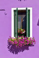 Flower Pots Window Burano