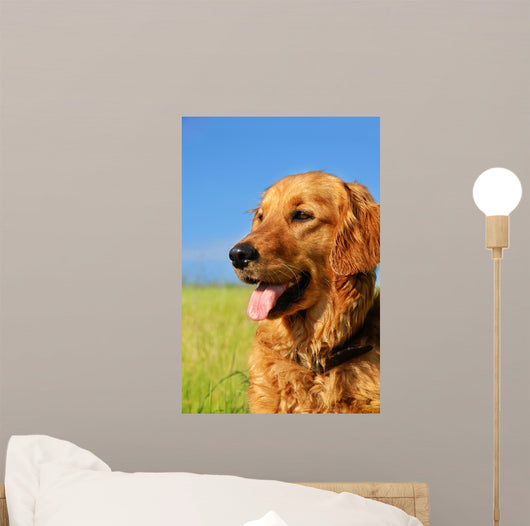 Golden Retriever Dog Portrait Wall Mural