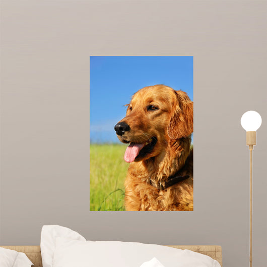 Golden Retriever Dog Portrait Wall Mural