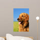 Golden Retriever Dog Portrait Wall Mural