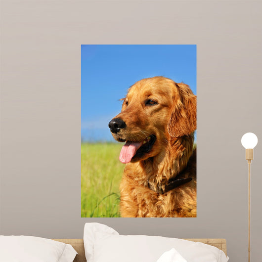 Golden Retriever Dog Portrait Wall Mural
