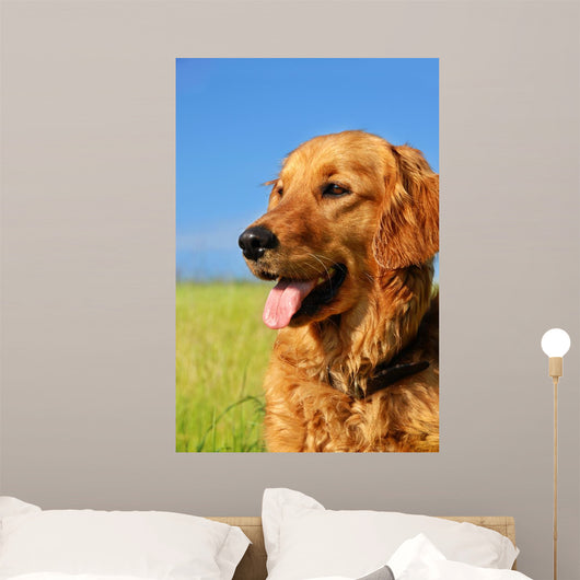 Golden Retriever Dog Portrait Wall Mural