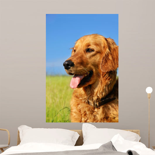 Golden Retriever Dog Portrait Wall Mural