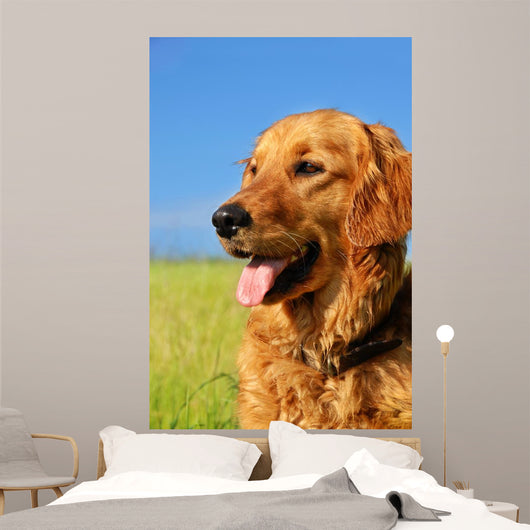 Golden Retriever Dog Portrait Wall Mural