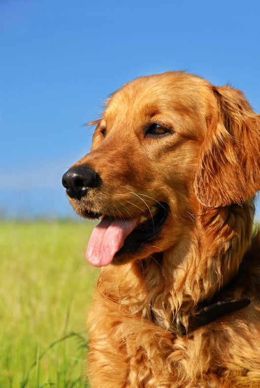 Golden Retriever Dog Portrait Wall Mural