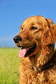 Golden Retriever Dog Portrait Wall Mural