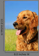 Golden Retriever Dog Portrait Wall Mural