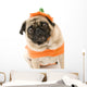 Pumpkin Pug Wall Decal