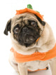 Pumpkin Pug Wall Decal