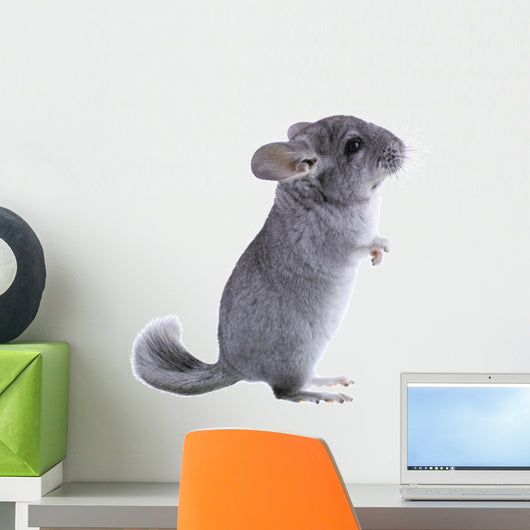Gray Ebonite Chinchilla White