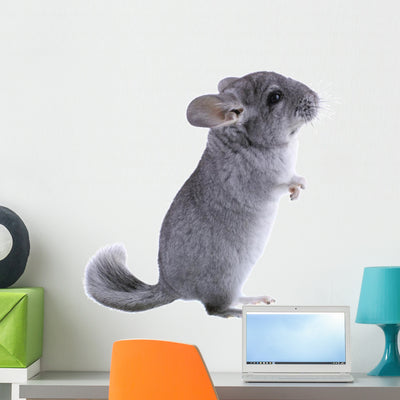 Gray Ebonite Chinchilla White shown on a wall