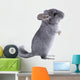 Gray Ebonite Chinchilla White