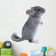 Gray Ebonite Chinchilla White