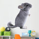 Gray Ebonite Chinchilla White