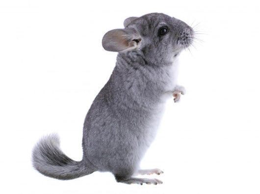 Gray Ebonite Chinchilla White