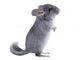 Gray Ebonite Chinchilla White