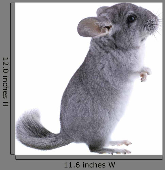 Gray Ebonite Chinchilla White