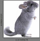 Gray Ebonite Chinchilla White