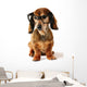 Smart dog. Wall Decal