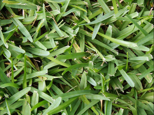 Grass Wall Mural
