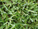 Grass Wall Mural