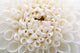 White Bridal Flowers Dahlias