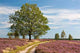 L Neburg Heath Wall Decal