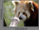 Red Panda Close-up
