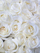 White Roses