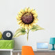 Picture Pastel Sunflower