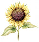 Picture Pastel Sunflower