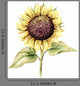 Picture Pastel Sunflower